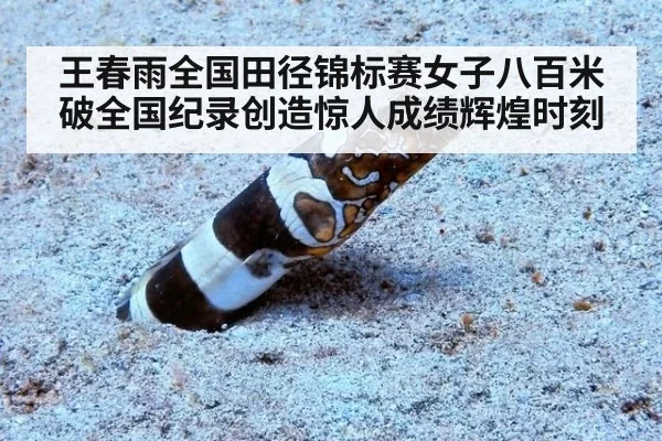 王春雨全国田径锦标赛女子八百米破全国纪录创造惊人成绩辉煌时刻